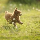 불당동물병원 이미지