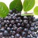 아로니아 건강하게 먹는법 이미지