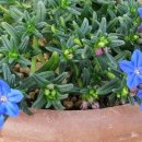 이사도라 이미지