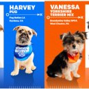 퍼피플래닛 이미지