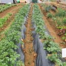 기특이네 농장 이미지