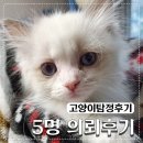 큰에덴농장 | 고양이 잃어버렸을때 고양이탐정 5명 의뢰 후기