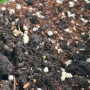 바질·루꼴라·딜·타임 발아 성공 후기｜집에서 키운 허브 발아 기록 🌱