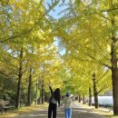 의동 | 가을 명소 거창 의동마을 은행나무길 실시간 후기 노랗게 물든 은행나무길, 지금이 딱 예쁠 때!!