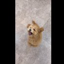 발렌티몽 이미지