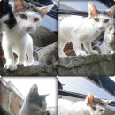 냥이친구 이미지