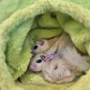 펫엔글라이더 대전점 | 슈가글라이더 용품 쇼핑한 펫엔글라이더 대전점에 다녀왔어요.