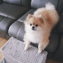 로아코 | 강아지 계단 사용 후기 @ 로아코 ROACO ARDONA STEP