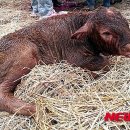 엘리트 한우 이미지