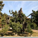 고목나무 이미지