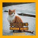 늘봄 그루밍 이미지