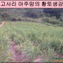 황토생강식품 이미지