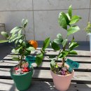 용인초등학교(병설) 이미지