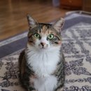 AVC 동물메디컬센터 이미지