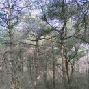 경기둘레길 안산51코스 | 경기둘레길 안산 51코스 (서해랑길 안산 91코스) - 갯벌을 보고, 소나무길을 걷는 재미를 모두 즐길 수...