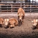 와우한우농장 이미지