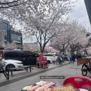 서울 벚꽃 야장 식당 수락산 맛집 노원골제주흑돼지