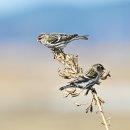 홍방울새 ( Common Redpoll ) ( '24.01.26 강화 석모도 ) 이미지