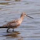 큰뒷부리도요(Bar-tailed Godwit) 이미지