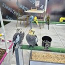 리프패럿 롯데마트 광복점 이미지