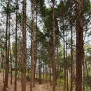 승원상사 | 순천 조계산 선암사~장군봉~천자암~송광사 산행