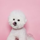 도담동물의료센터 이미지