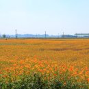 코스모스축제장 제방 이미지