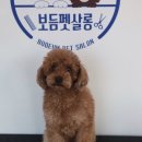 보듬펫살롱 이미지