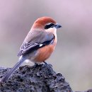 제주 산새 예뻐요, 한라수목원 제주의 소리 이미지