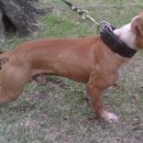 GR kennel 이미지