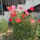 외갓집 가는 길 이미지