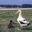 알바트로스(Albatrus)