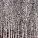 선바위(고추홍보전시관) 이미지