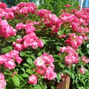 구목정공원 이미지