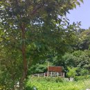 좌구산자연휴양림 이미지