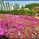 철쭉동산 이미지