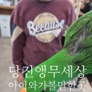 앵무세상 | [내돈내산] 당진 삽교호 아이와가볼만한곳 앵무세상 실내추천 솔직방문후기기