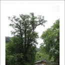 용문사 일주문 이미지