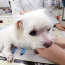 백호동물병원 이미지