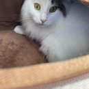 앞선동물병원 이미지