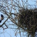 다정하게 지내는 "두개의 까치집" 이미지