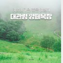 치화목장 | 아이와 가볼만한 곳 평창 대관령 양떼목장