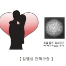 감염성 단핵구증 (Infectious mononucleosis) 이미지