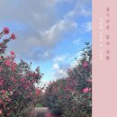 향기로운 차생활 이미지