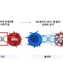 NK기술 이미지