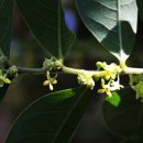 만두나무 이미지