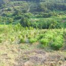 상월 농장 이미지