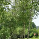 나는숲이다 이미지