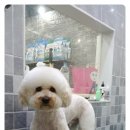 뽀송