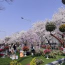망향공원 버스승강장 옆 | 🌸서울 벚꽃 명소 후기🌸 (여의도, 국회의사당, 선유도공원, 서울숲, 서울대공원, 정독도서관)